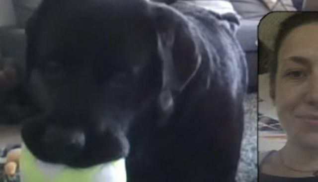 '도그 폰' 활용해 반려견과 영상통화