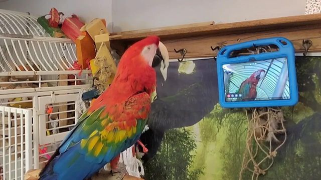 터치스크린을 활용한 앵무새 간 소통