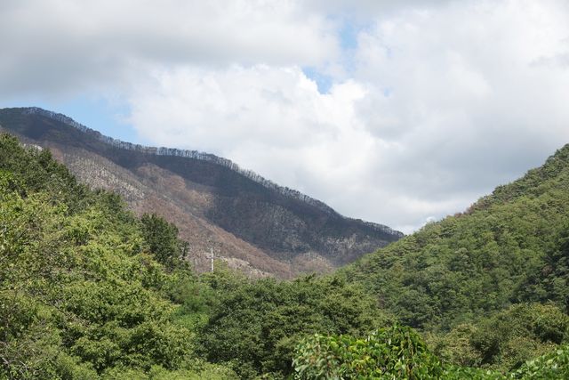 불에 탄 채 남겨진 주왕산