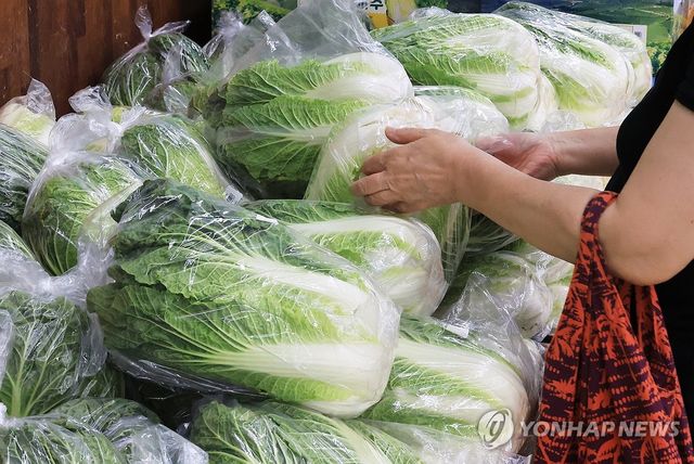 이제 여름배추도 금값