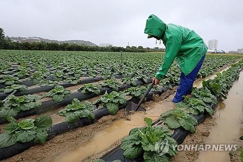 "아까운 빗물" 배추 밭고랑 정리하는 농민