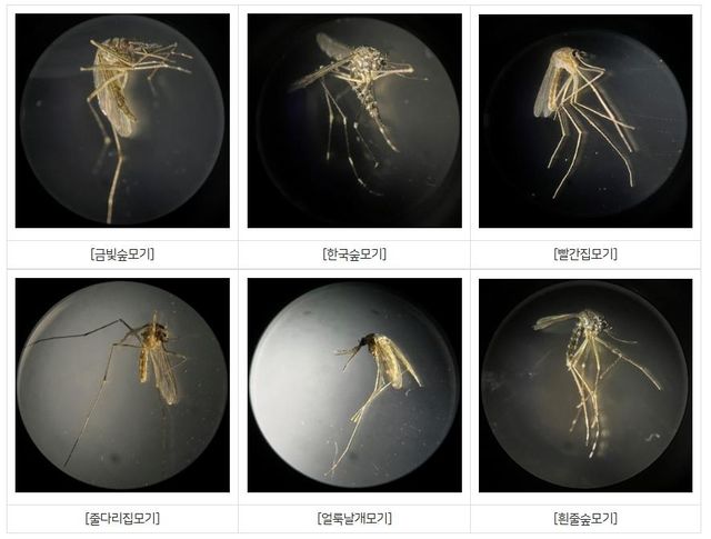 한국의 주요 모기 종