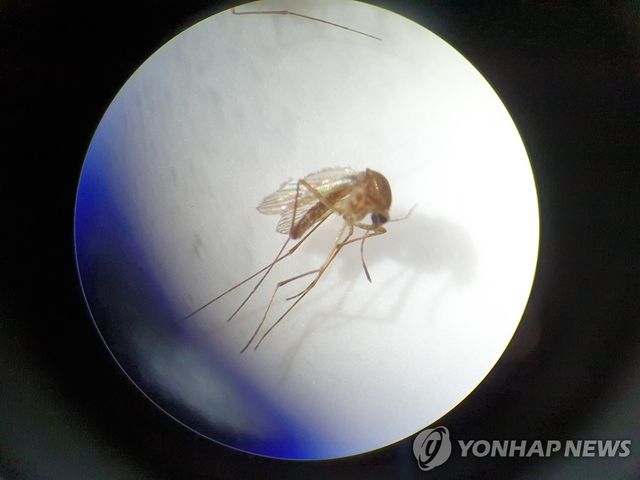 2020년 6월 울산서 발견된 작은빨간집모기를 현미경으로 본 모습[울산보건환경연구원 제공. 재판매 및 DB 금지]