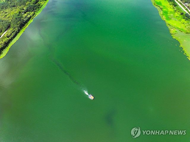 더위가 이어진 지난달 말 낙동강 녹조