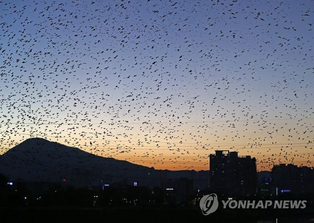 도심 위로 날아가는 떼까마귀