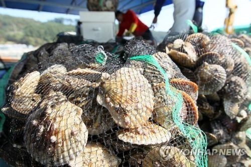 고성 가리비 양식