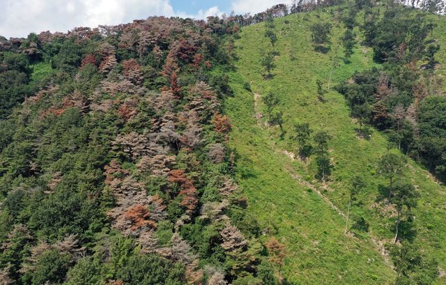 소나무재선충병 방제 
