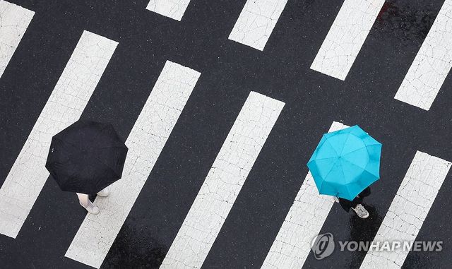 횡단보도 위 우산들