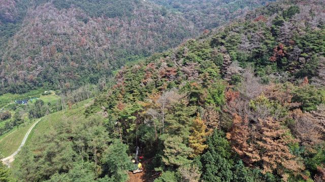소나무재선충병 방제 작업