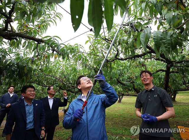 복숭아 가지치기하는 이재명 대통령
