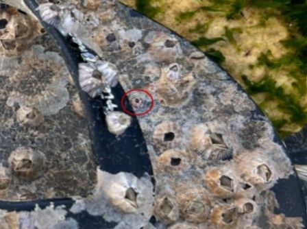 제주 추자도 후포해변서 발견된 메가발라너스 코코포마