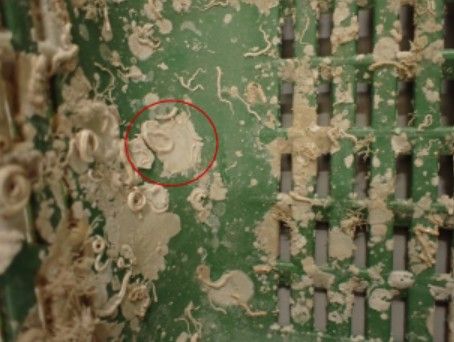 신안 증도에서 발견된 아스피델렉트라 비하마타