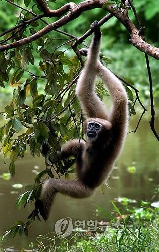 나무를 타는 긴팔원숭이