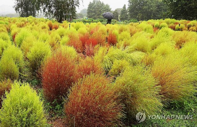 가을 재촉하는 비