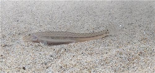 천연기념물 미호종개