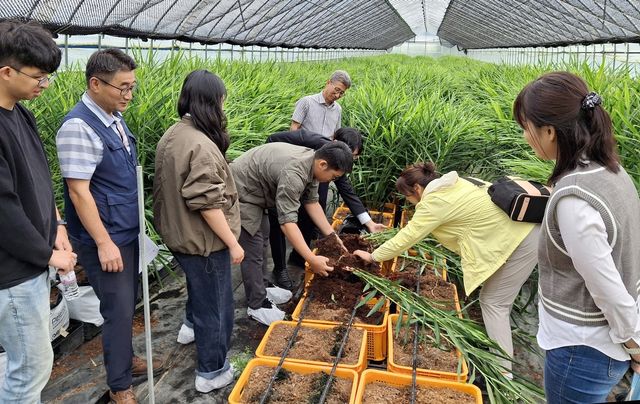 강원농업기술원, 씨생강 수경재배 현장 실증 평가회 개최