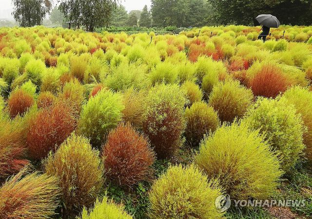 가을 재촉하는 비