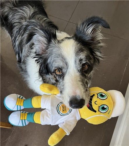 장난감 실험을 하는 개 