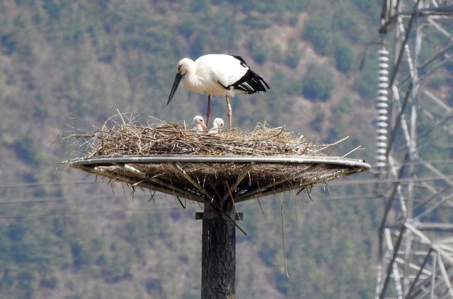예산 대술면에 둥지 틀고 번식한 황새