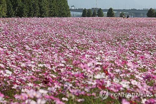 구리 한강 변 코스모스 단지
