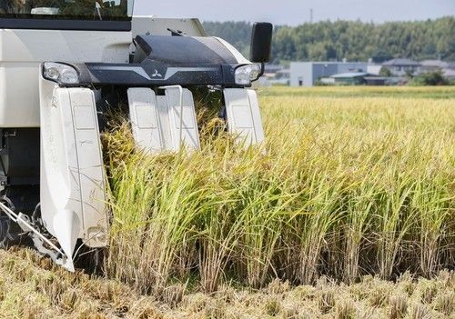 농기계로 햅쌀 수확하는 일본 농가 