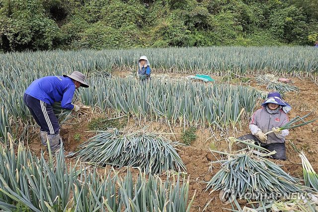 파 수확하는 양구군 외국인 노동자들