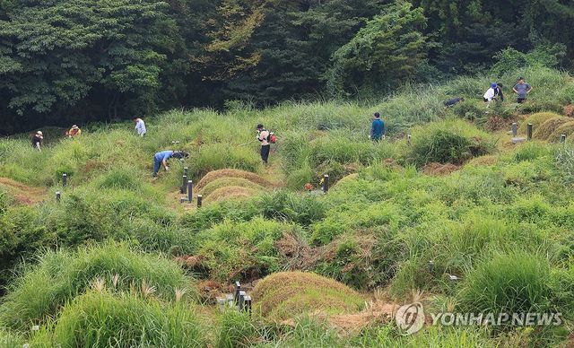 제주 벌초 행렬