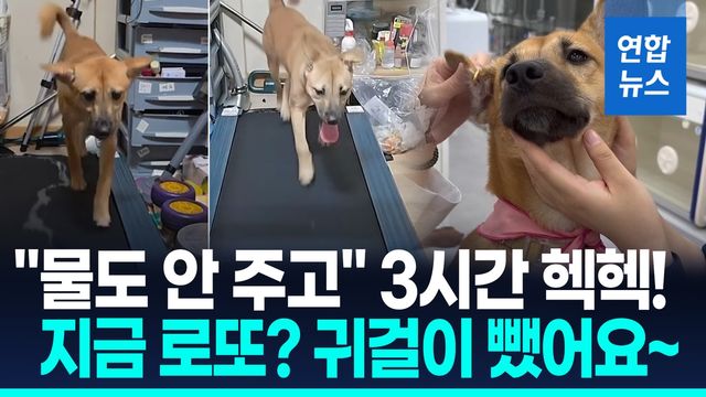 [영상] 피어싱한 채 '헉헉' 3시간 러닝머신…학대 논란 '로또' 지금은? - 2