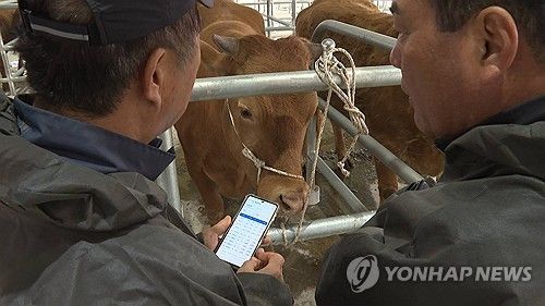 스마트폰으로 가축 경매 참여