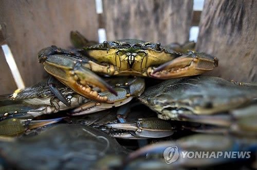 바구니 속 꽃게들