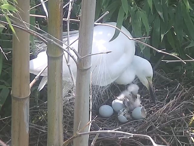 부화한 새끼 중백로