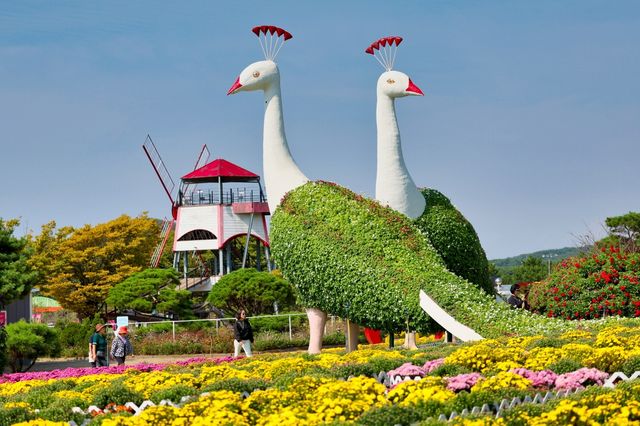 2023년 태안 가을꽃박람회 모습