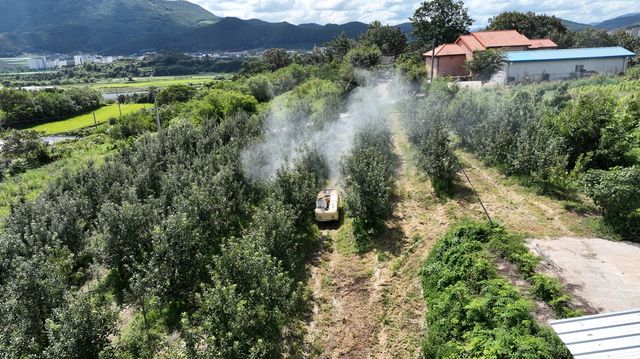 과수 냉해 예방 작업