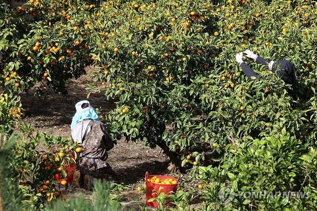 감귤 수확