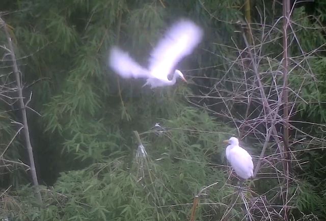 둥지 떠나는 어른 중백로