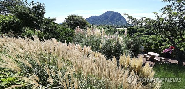 결국 가을은 온다…억새꽃 '활짝'