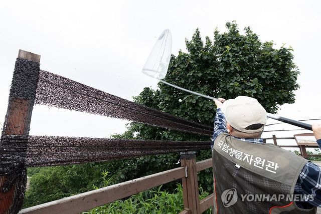 인천 계양산 러브버그 방제 작업하는 환경부 직원들