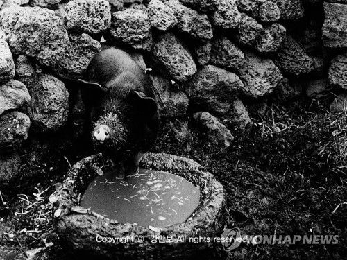 돗통시 안의 돼지