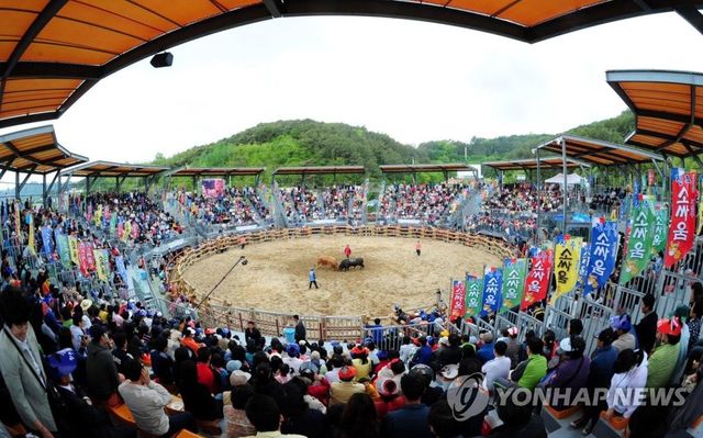 토요 상설 진주 소싸움 모습