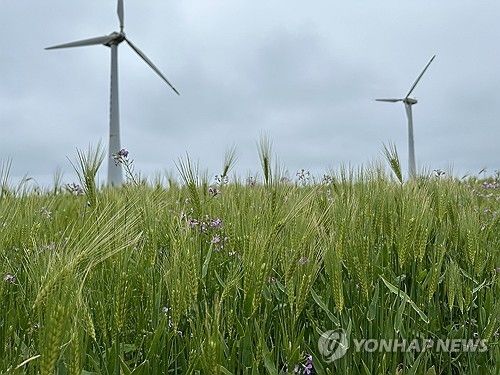 제주 가파도 청보리밭과 풍력발전기. [독자 제공.재판매 및 DB 금지]