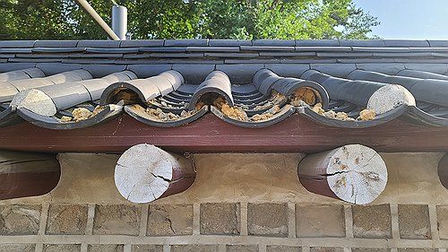 '세계유산' 종묘 담장, 외곽 담장 3곳서 기와 부서지고 떨어져