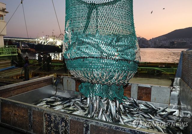 경매 앞두고 트럭에 옮겨지는 고등어