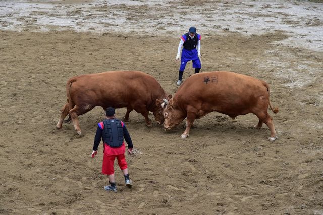진주 소 힘겨루기대회