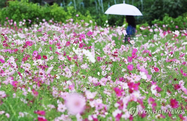 가을비와 코스모스