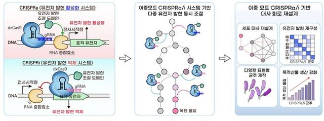 이중모드 크리스퍼 유전자 가위 모식도