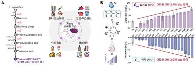 바이올라세인 생합성 실험 