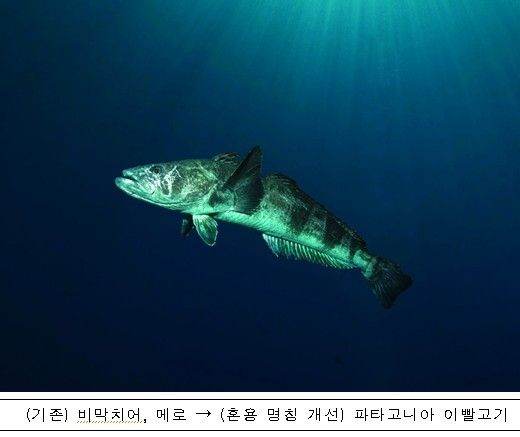 극지연구소가 명칭을 일원화한 '파타고니아 이빨고기'