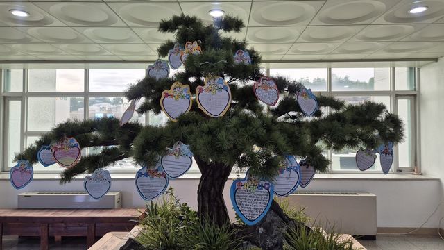 초등학생들이 단 편지로 가득찬 나무