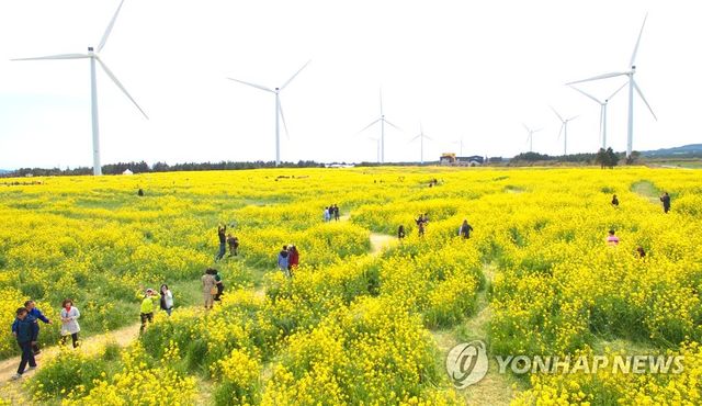 가시리 조랑말체험공원 일대에 있는 풍력발전기