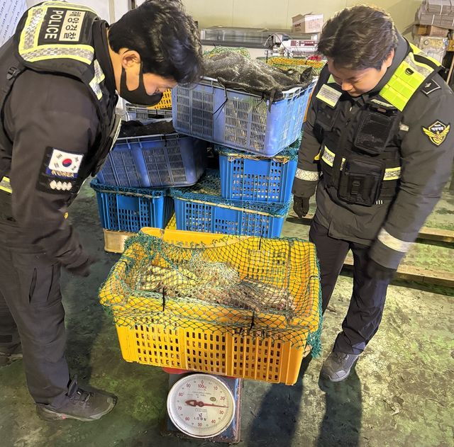 불법 수산물 단속현장